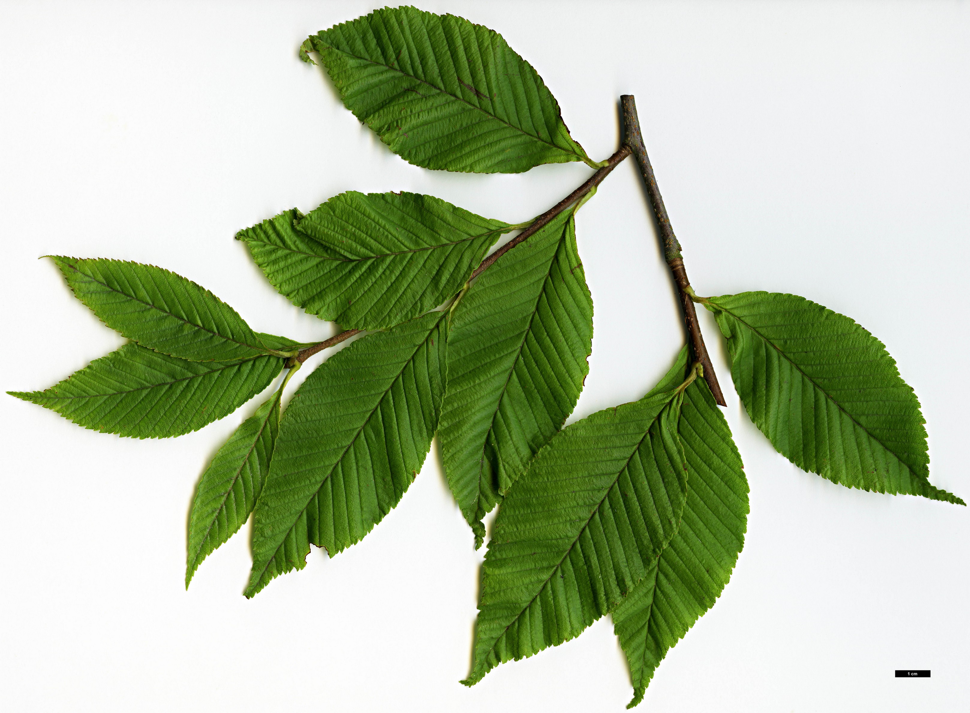 High resolution image: Family: Rosaceae - Genus: Sorbus - Taxon: meliosmifolia